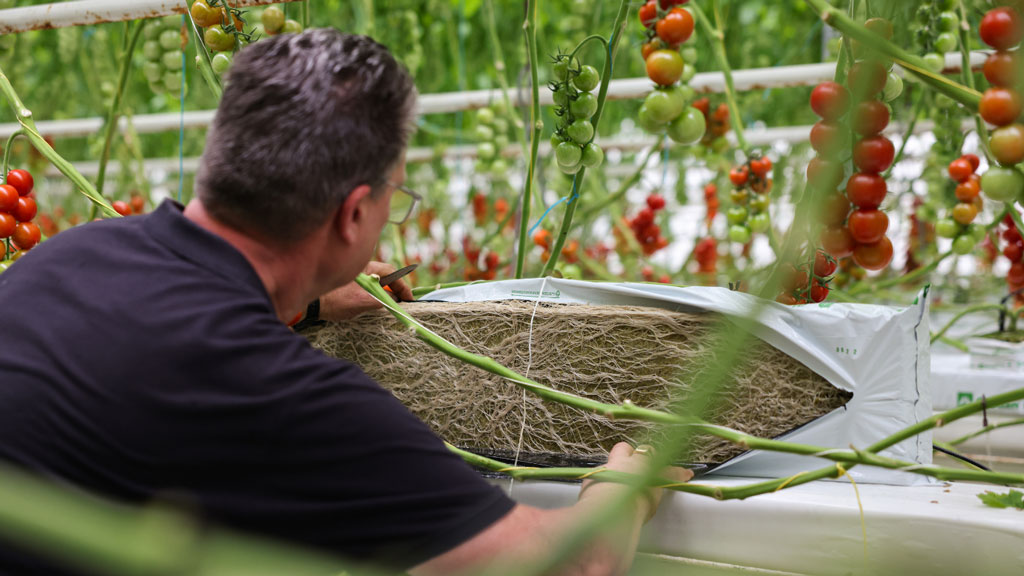 Tomatentrossen in de kas van Noordhuys